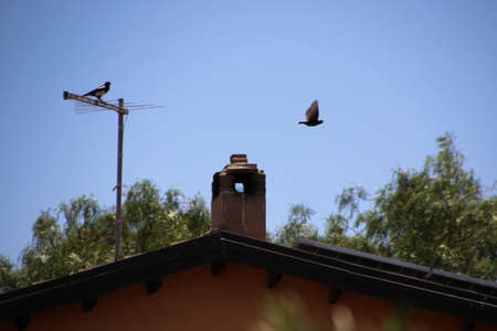Birds between roofs and antennasの写真素材