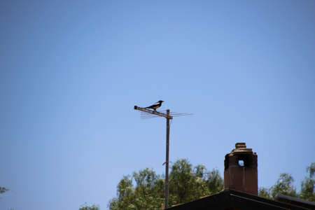 Birds between roofs and antennasの写真素材