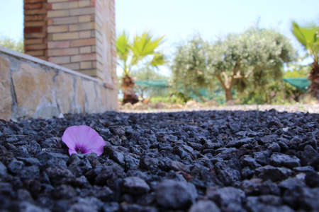 Photo depicting a flower on gravelの写真素材
