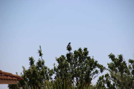 Photo of a blackbird yes a branchの写真素材