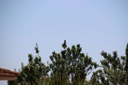 Photo of a blackbird yes a branch