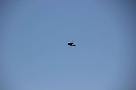 Photo showing a blackbird in flightの写真素材