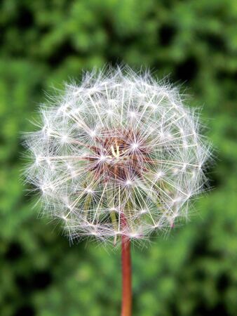 white blooming dandelion flower