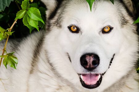 White wolf with intense yellow eyes