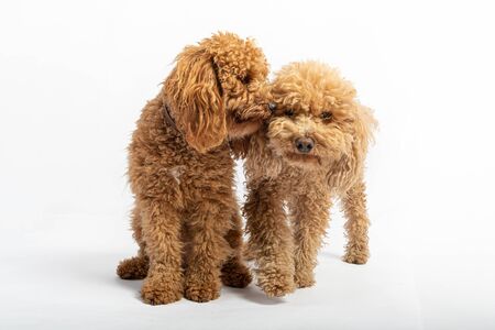 Portrait in studio of two apricot hairy poodles on white background.の写真素材
