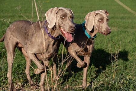 Two weimaraner dogs in the forest. The two dogs are behind some bushes. They're following their owner's orders. The dogs have one paw up.の写真素材