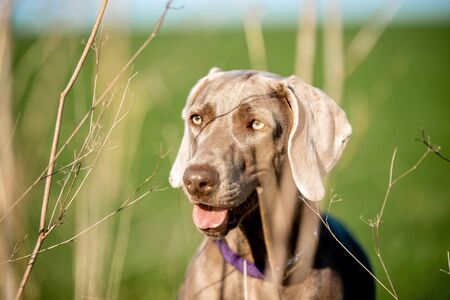 Close-up of a weimaraner dog. The dog is behind some bushes. The photograph has the background out of focus.の写真素材
