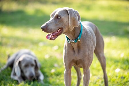 Two weimaraner dogs in the forest on a sunny day. One of the weimaraners is standing and the other...