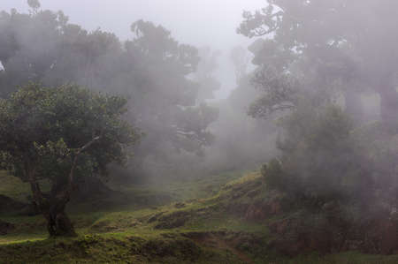 Fog forest, Madeira, Portugalの写真素材