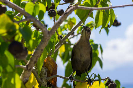 Tropical Mocking Bird, Mimus gilvus, in a tree, Guadeloupe, Caribbeanの写真素材