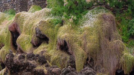 Stones overgrown by various plants and flowers, Porto Moniz, Madeira, Portugalの写真素材