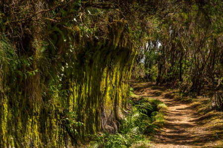 Levada path under trees, Madeira, Portugalの写真素材
