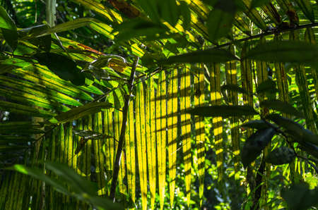 Palm leaf, lit by the sunlight. Rain forest Guadeloupe, Caribbeanの写真素材