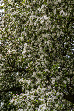 Cherry blossoms dream in springの写真素材