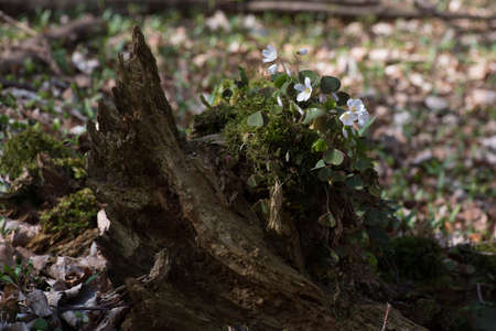 Clover blossom on a tree trunk, background out of focusの写真素材