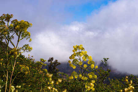 Giant fennel, Ferula communis, against a cloudy sky, Gran Canaria, Canary islands, Spainの写真素材