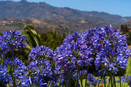 Blue Agapanthus with different sharpness, mountains and blue sky in the background, Gran Canaria