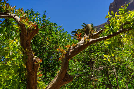 Fresh Leafs on a dead looking tree, Gran Canaria