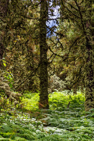 Lonely tree in in the forest with fern on the ground, Becerra, Gran Canariaの写真素材