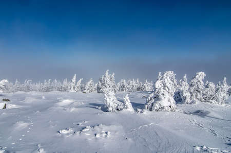 Trees bend under the snow load in front of a blue sky, Brocken, Harz, Germanyの写真素材
