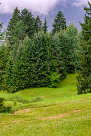 Hilly meadow in the alps near Reutte, Austriaの写真素材