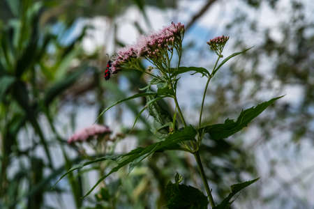 Red-black insect on a pink flower
