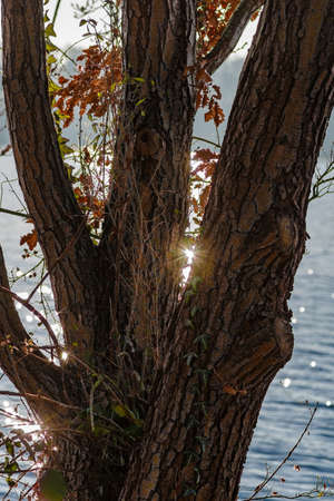 Tree trunk with sun flares on the shore of a lakeの写真素材