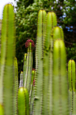 Cardon cactus, El Cardon, Gran Canaria, Spainの写真素材