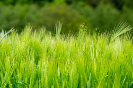 Close up of barley stems, narrow depth of fieldの写真素材