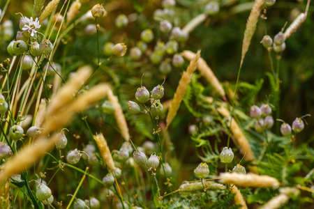 Wild flowers after a rain shower, selective focusの写真素材