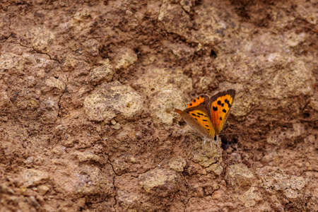 Butterfly on a dry, stony groundの写真素材