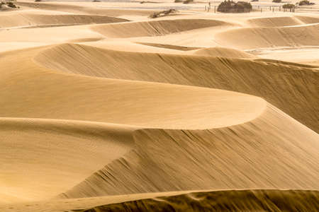 Golden dunes shaped by the wind, Maspalomasの写真素材