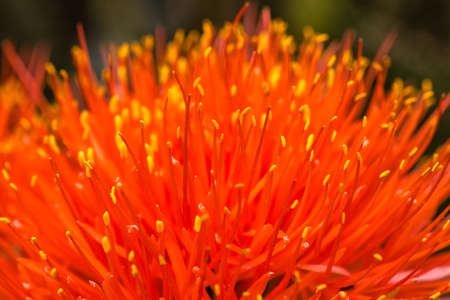 Macro of a Scadoxus multiflorus, Amaryllidaceae, selective focusの写真素材