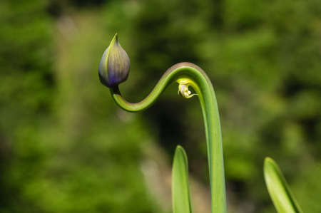 Unusually grown agapanthus, blurred background