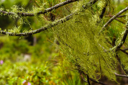 Wet Lichens hanging on tree branches in the Tamadaba forest, Gran Canaria, selective focus