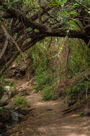 Footpath through the Barranco de los Cernicalos, Gran Canariaの写真素材