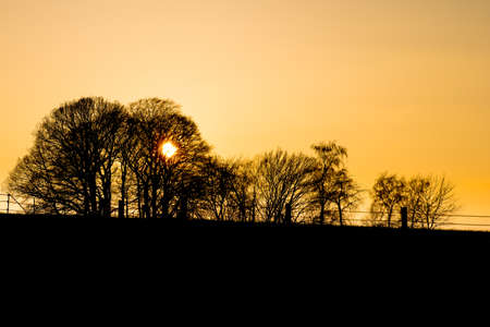 Silhouette of trees and fence in front of the orange sky of a sunsetの写真素材