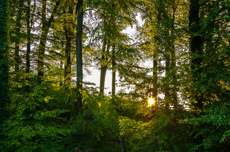 Sun breaking through trees in the forest, Kettwig, Germanyの写真素材
