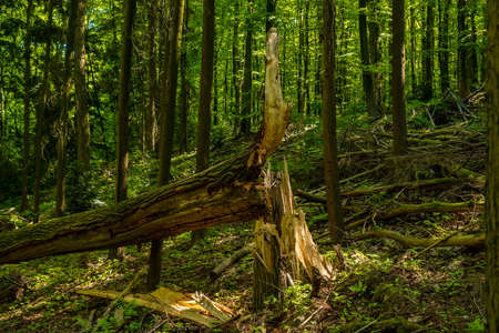 Through a storm overturned tree in the forest, Velbert, Germanyの写真素材