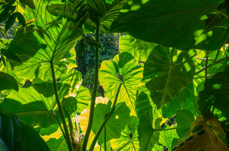 Leaves of the taro plant, Colocasia esculenta, glow in the rainforest, lit by the sun from behindの写真素材