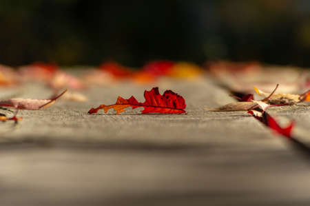 Single red leaf on a wooden table, shallow depth of fieldの写真素材
