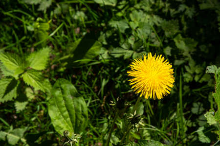 Single yellow blooming dandelion in a meadow, photographed from aboveの写真素材
