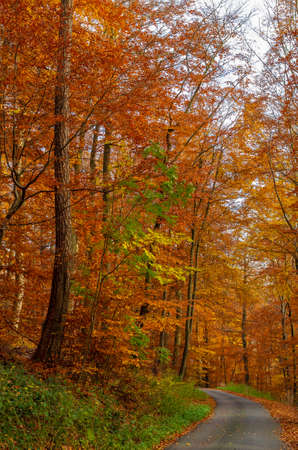 Road through the colorful autumn forestの写真素材