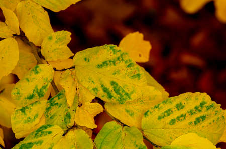 Autumn leaves change color from green to yellow on a branchの写真素材