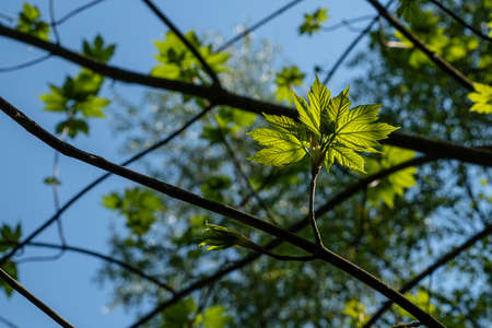 Fresh green leaves at a branch of a tree in front of a blue skyの写真素材