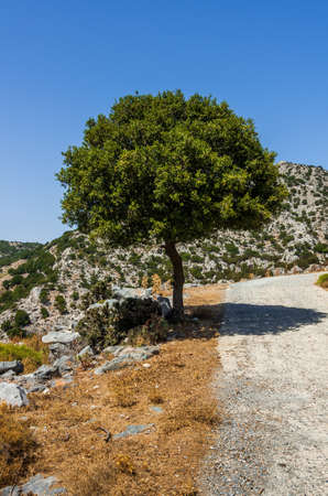 Single tree in the sun near Lasithi, Greeceの写真素材