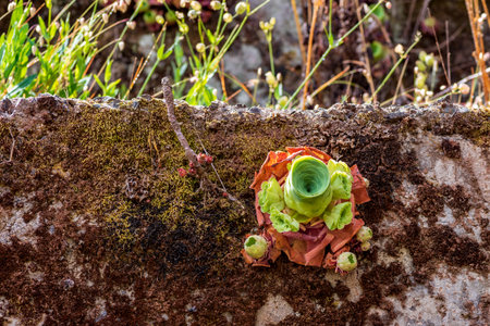 Single succulent plant, Aeonium canariense, on a moss covered concrete wallの写真素材