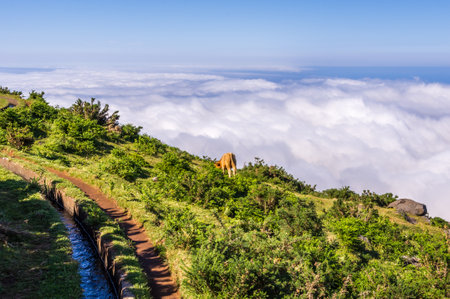 Single cow is grazing along a levada above the clouds, Madeiraの写真素材
