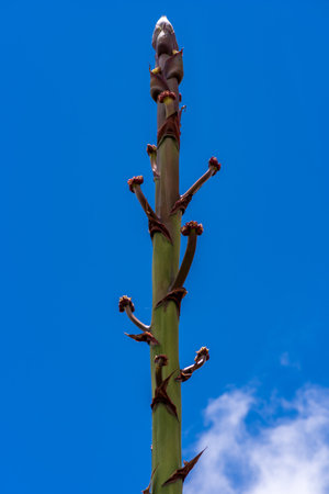 Top of inflorescence of a century plant in front of a blue sky, Gran Canariaの写真素材