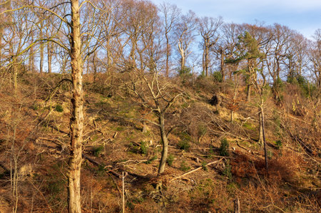 Forest destroyed by the storm, Essen, Germanyの写真素材